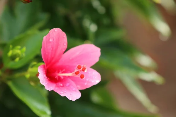 Hibiscus flowers in tropical — Stock Photo, Image