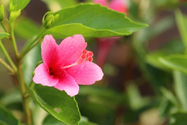 Flores de hibisco en tropical —  Fotos de Stock