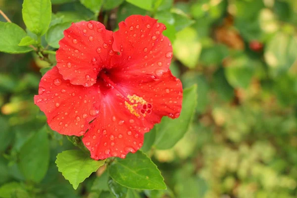 W tropikalnych kwiat hibiskusa — Zdjęcie stockowe