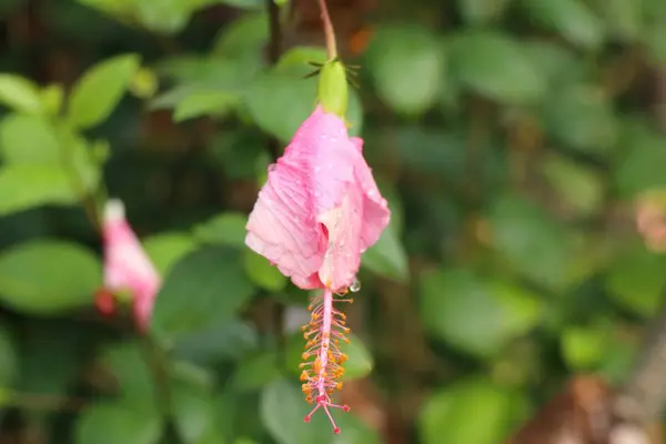 Hibiscus flowers in tropical — Stock Photo, Image