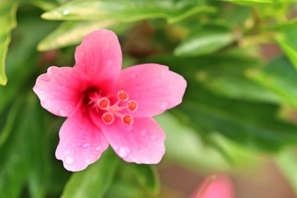 W tropikalnych kwiat hibiskusa — Zdjęcie stockowe