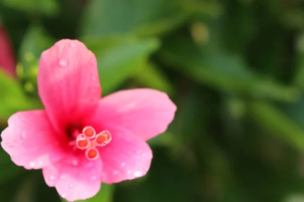 W tropikalnych kwiat hibiskusa — Zdjęcie stockowe