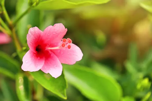 W tropikalnych kwiat hibiskusa — Zdjęcie stockowe