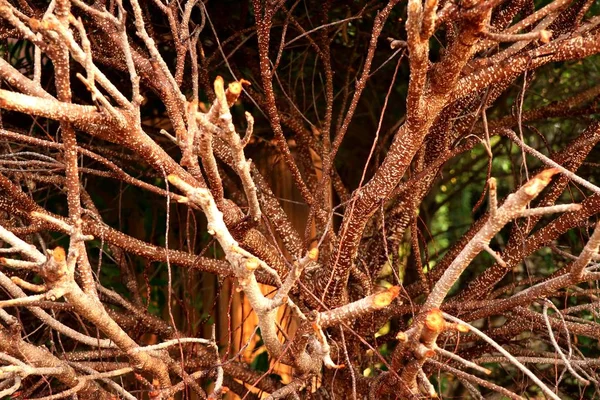 熱帯の木の枝 — ストック写真