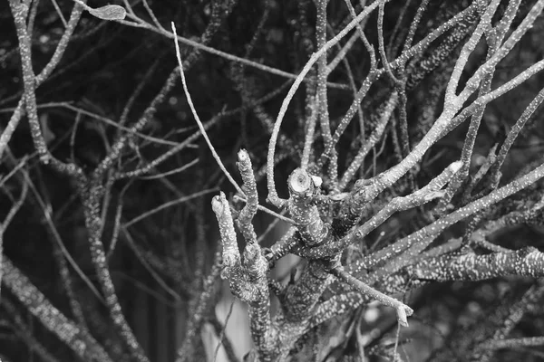 Tropik ağaç dallarında — Stok fotoğraf