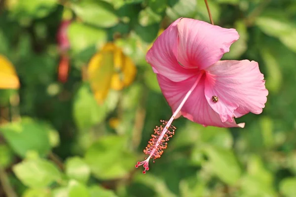 Hibiscus fleurs en tropical — Photo