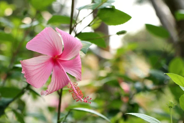 Hibiscus blommor i tropical — Stockfoto