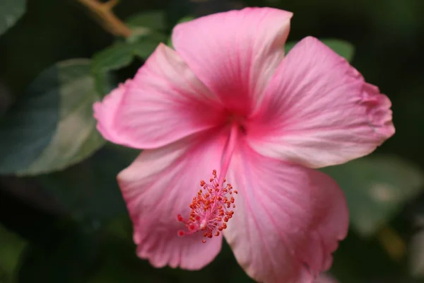 Flores de hibisco en tropical —  Fotos de Stock