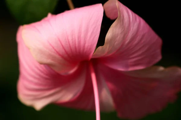 W tropikalnych kwiat hibiskusa — Zdjęcie stockowe