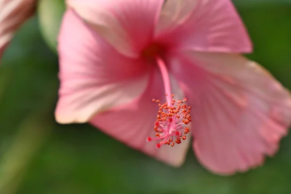 Flores de hibisco en tropical —  Fotos de Stock