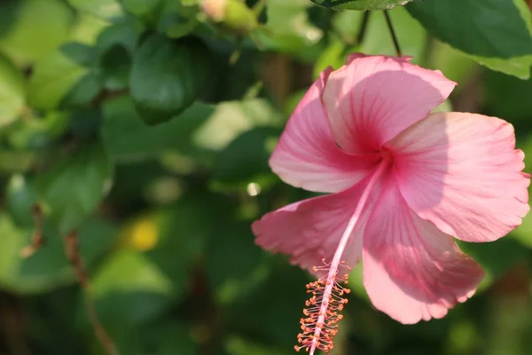 Tropikal Hibiscus çiçek — Stok fotoğraf