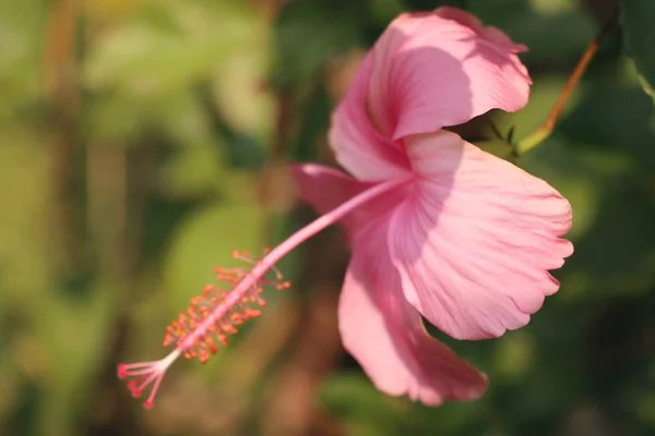 Flores de hibisco em tropical — Fotografia de Stock