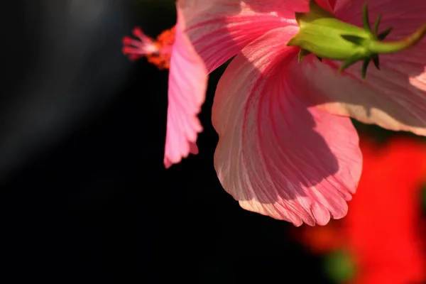 Hibiscus τα λουλούδια στα τροπικά — Φωτογραφία Αρχείου
