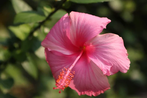 W tropikalnych kwiat hibiskusa — Zdjęcie stockowe