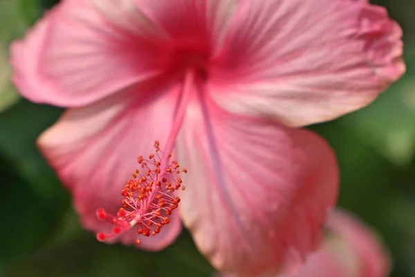 Hibiscus fleurs en tropical — Photo