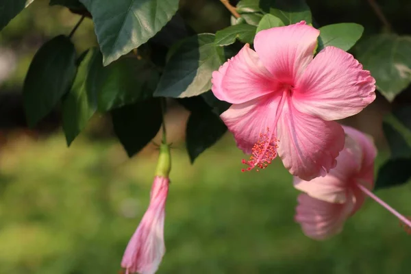 Hibiskusblüten in tropischen — Stockfoto