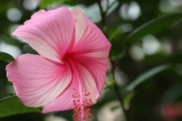 熱帯のハイビスカスの花 — ストック写真