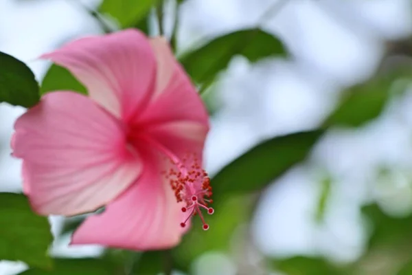 Hibiskusblüten in tropischen — Stockfoto