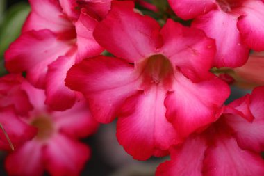 Tropikal açelya çiçek