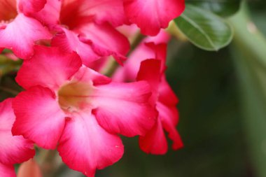 Tropikal açelya çiçek