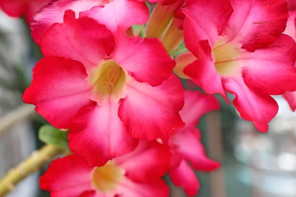 Azalea blommor i tropiska — Stockfoto