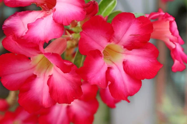 Azalea flores en tropical — Foto de Stock