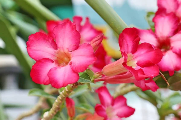 Azalske blomster i tropisk klima – stockfoto