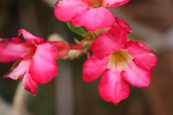 Azalea квіти в тропічних — стокове фото