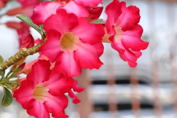 Azalea квіти в тропічних — стокове фото