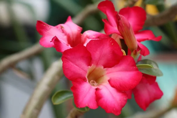 Azálea flores em tropical — Fotografia de Stock