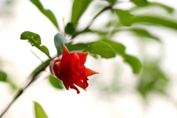 Flor de romã em tropical — Fotografia de Stock