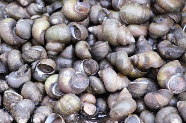 Taze kabukları sokak gıda