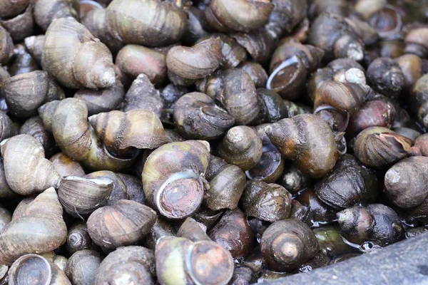 Conchas frescas em comida de rua — Fotografia de Stock