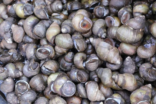 Conchas frescas em comida de rua — Fotografia de Stock
