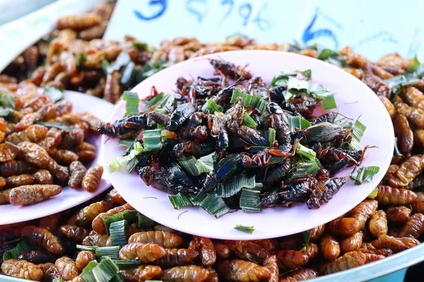 Stekt insekt på gata mat — Stockfoto