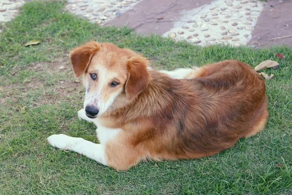 Cão de estrada na grama — Fotografia de Stock