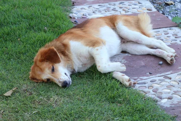 Roadside dog on grass — Stock Photo, Image