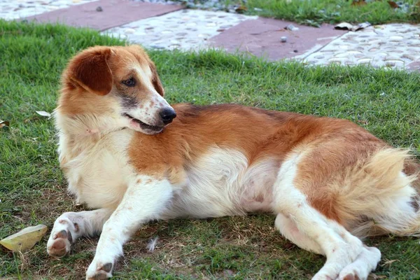 道端の犬の草の上 — ストック写真