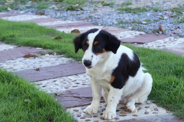 Придорожній собака на траві — стокове фото