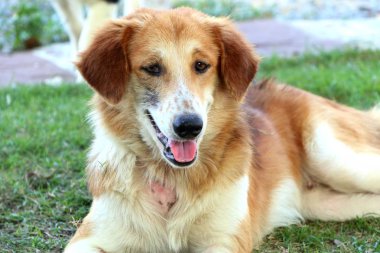 Yol kenarında köpek çimlerin üzerine