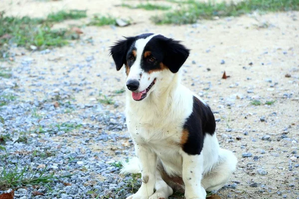 道端の犬の草の上 — ストック写真