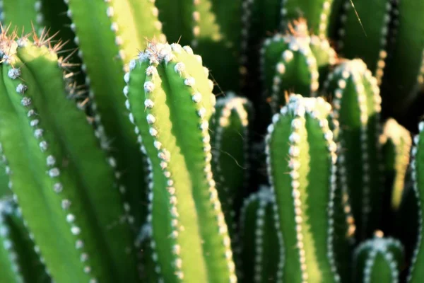 Mooie cactus in tropische — Stockfoto