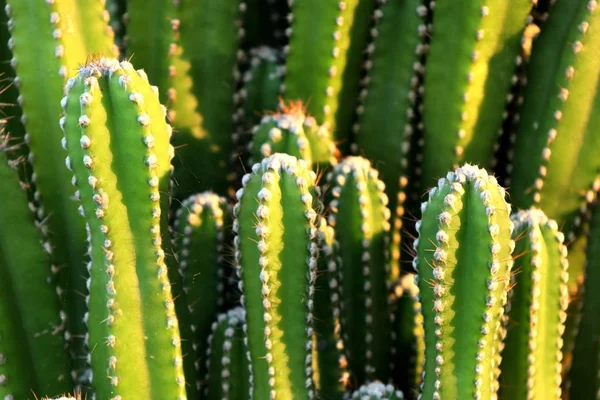 Beautiful cactus in tropical — Stock Photo, Image