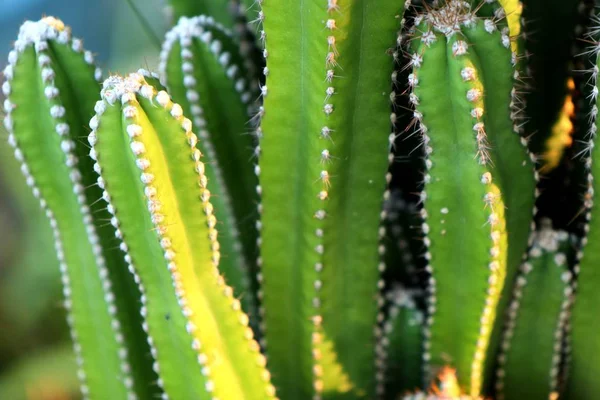 Beautiful cactus in tropical — Stock Photo, Image