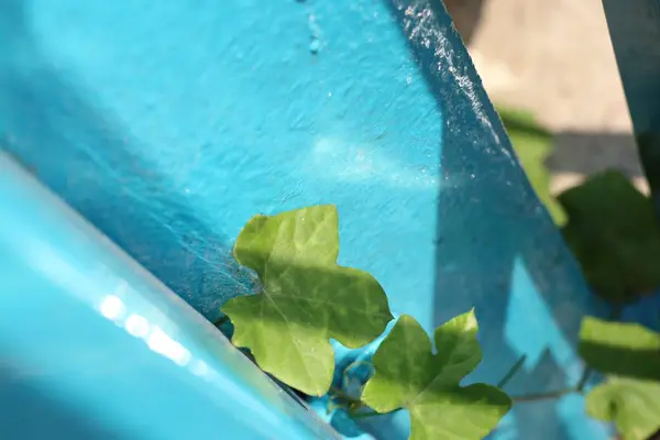 Hiedra calabaza fondo azul —  Fotos de Stock