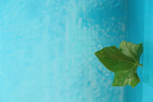 Ivy kabak mavi arka plan — Stok fotoğraf