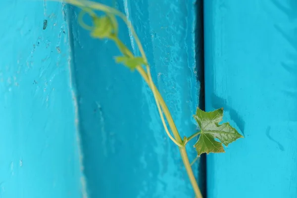 Ivy kalebass blå bakgrund — Stockfoto