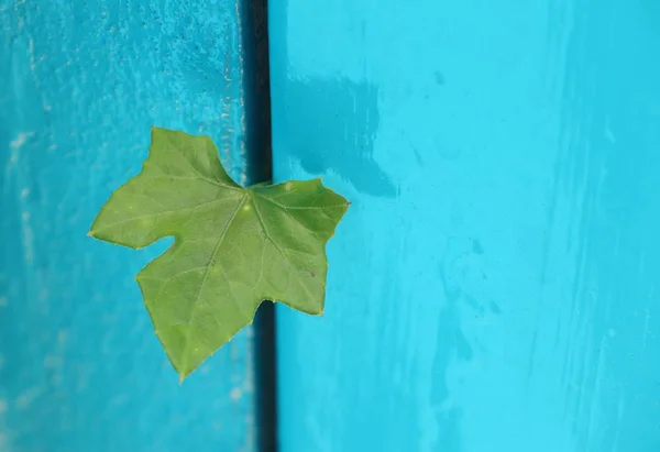 Ivy gourd blue background — Stock Photo, Image