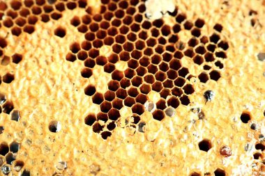 Tatlı petek arka plan dokusu