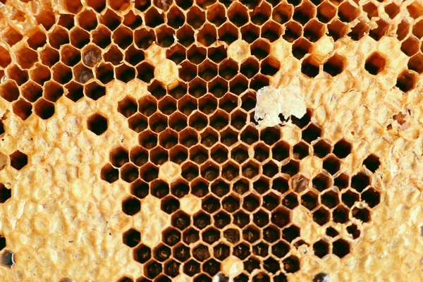เนื้อเยื่อพื้นหลังรังผึ้งหวาน — ภาพถ่ายสต็อก
